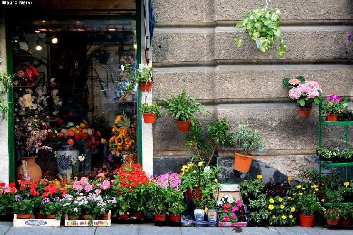 photo "flowers on the road" tags: city, 