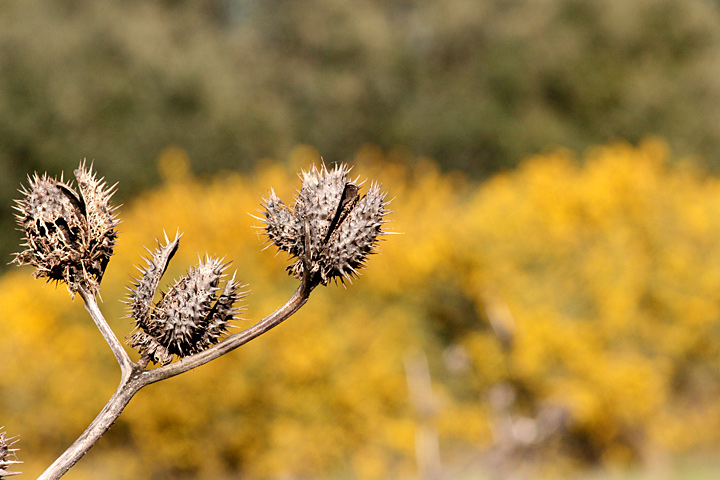 photo "***" tags: landscape, spring