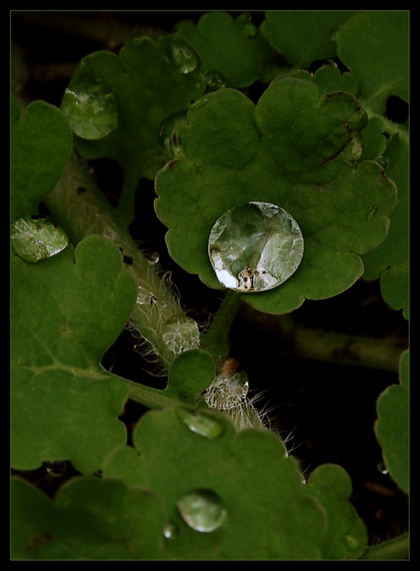 photo "Drop" tags: macro and close-up, 