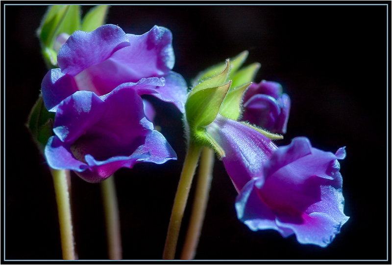 фото "Синяя нежность" метки: природа, цветы