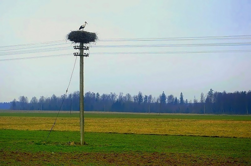 фото "телеграфный столб в гармонии с природой" метки: пейзаж, природа, весна