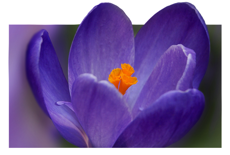 фото "Фиолетовый крокус" метки: природа, макро и крупный план, цветы