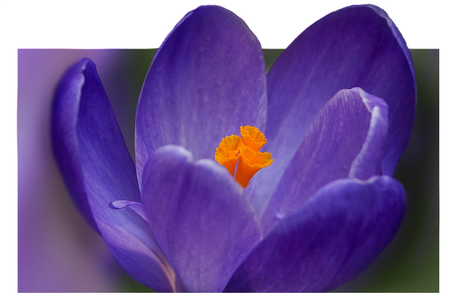 photo "***" tags: nature, macro and close-up, flowers