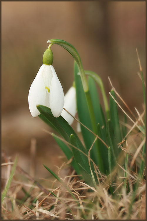 photo "First." tags: nature, macro and close-up, flowers