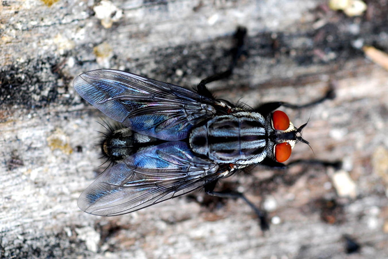 photo "Flyaway" tags: macro and close-up, nature, insect