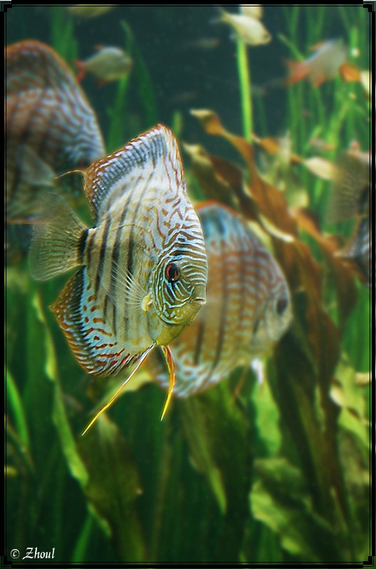 photo "Colored Fish" tags: underwater, genre, 