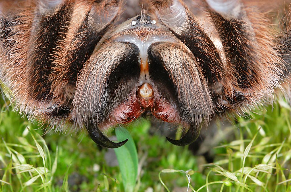 photo "Hunt of the spider" tags: macro and close-up, 