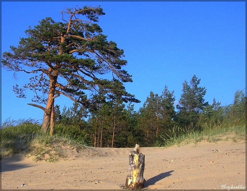 фото "Дюны у Белого моря.... или дерево и пень" метки: пейзаж, лето