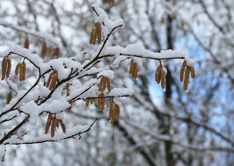 photo "***" tags: nature, landscape, spring