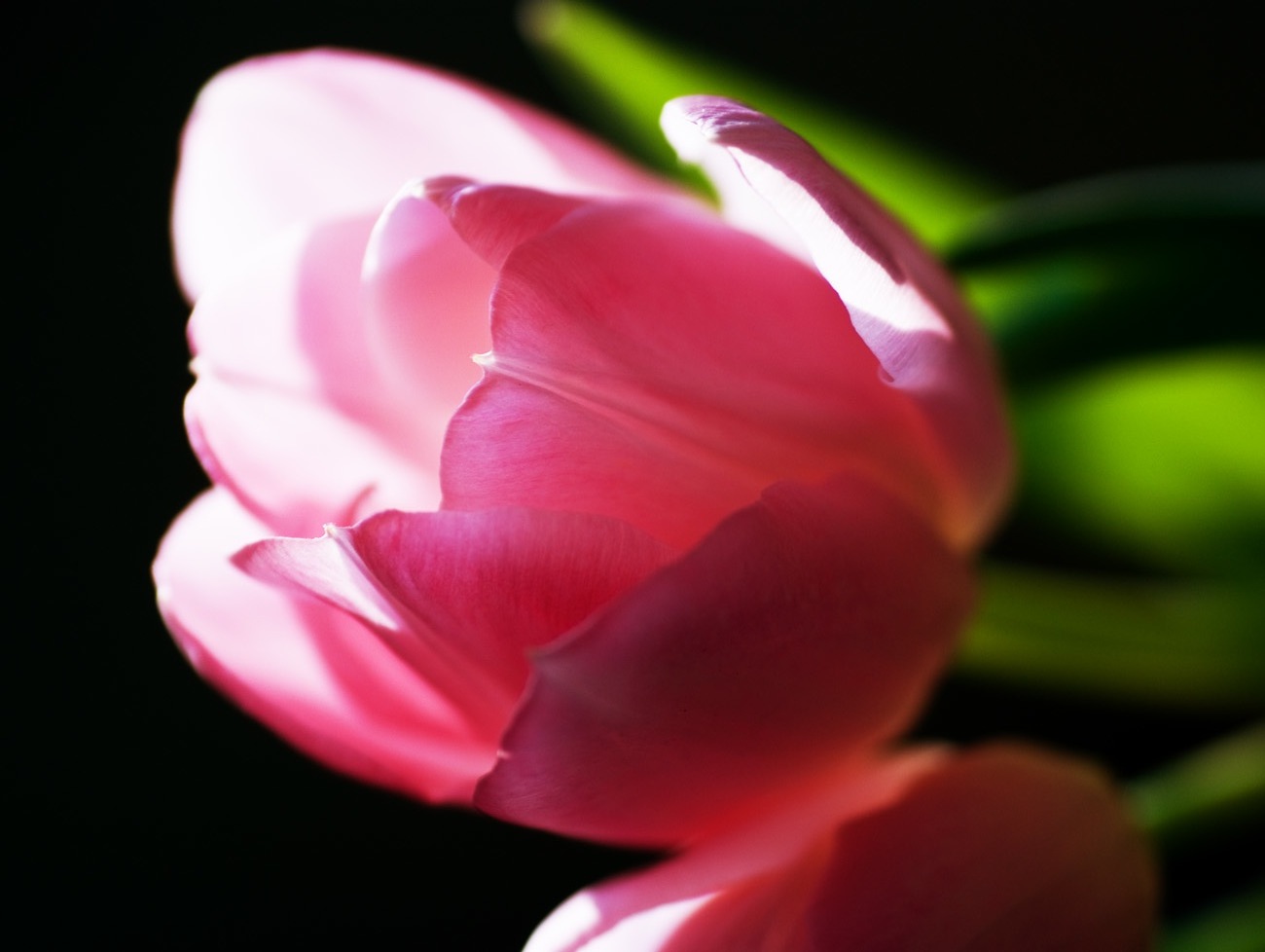 photo "***" tags: nature, macro and close-up, flowers