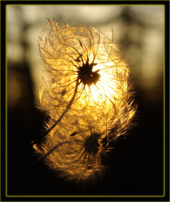 photo "***" tags: landscape, nature, flowers, sunset