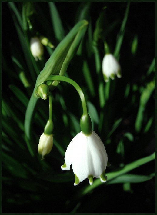 photo "***" tags: nature, flowers