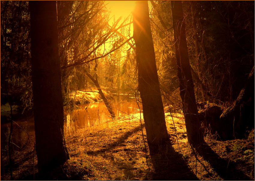 photo "Awakening" tags: landscape, forest, spring