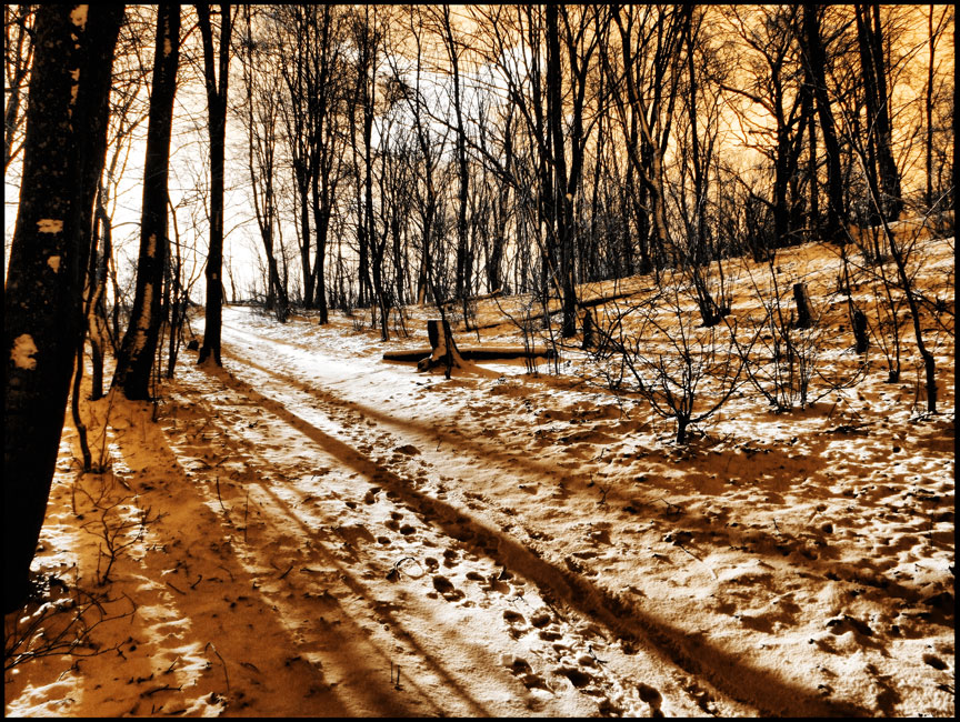 photo "***" tags: landscape, forest, winter