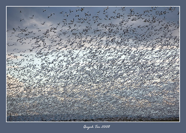 photo "Snow Geese" tags: landscape, nature, wild animals