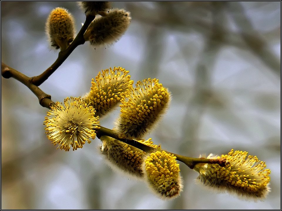 photo "First colors of spring" tags: nature, macro and close-up, flowers