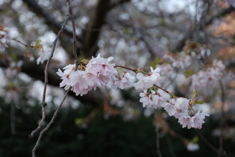 photo "Just Spring." tags: landscape, nature, flowers, spring