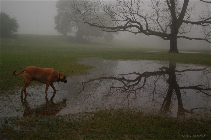 photo "Morning smog" tags: landscape, nature, pets/farm animals