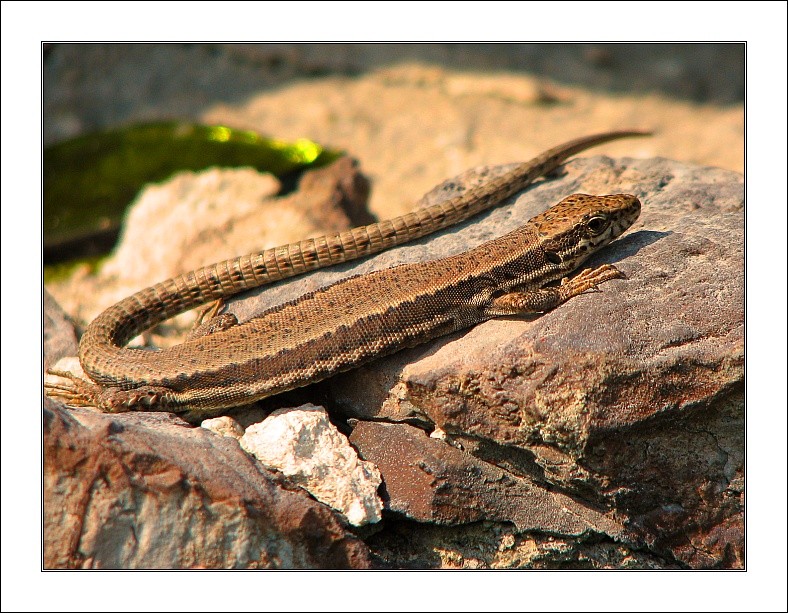 photo "lizard" tags: nature, wild animals