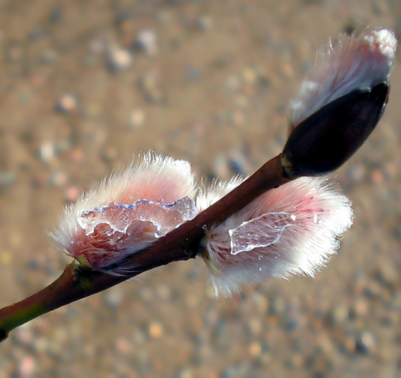 photo "Spring with Ice" tags: macro and close-up, nature, flowers