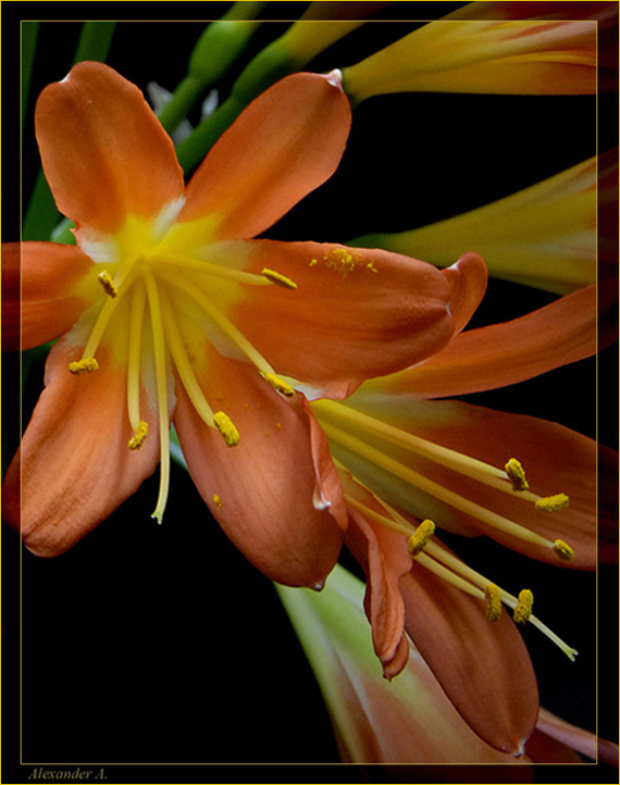 фото "Кливия" метки: природа, цветы