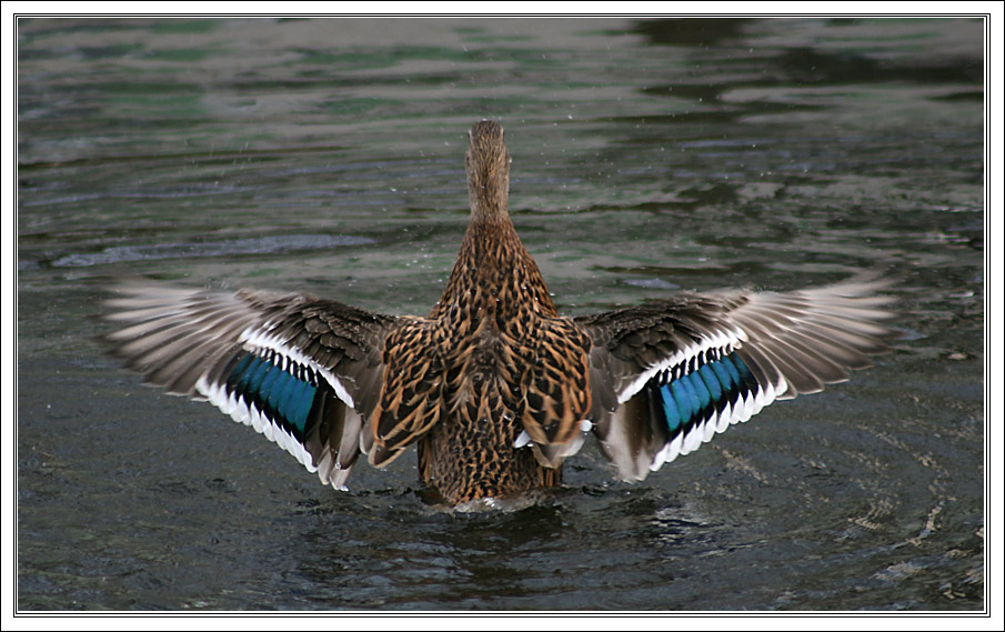 фото "~Blue Wings~" метки: природа, дикие животные