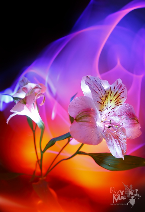 photo "0520 ("The painting of light - Sketches")" tags: still life, nature, flowers