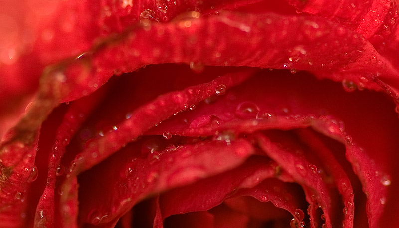 photo "layers" tags: nature, macro and close-up, flowers
