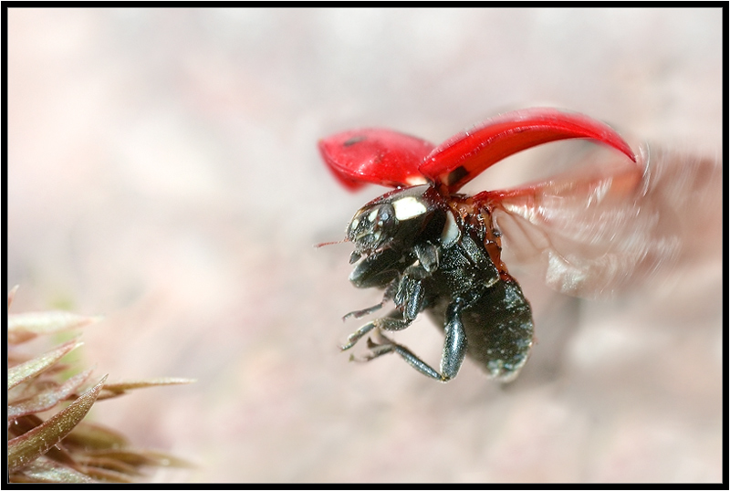 фото "Выпуская шасси..." метки: макро и крупный план, природа, насекомое