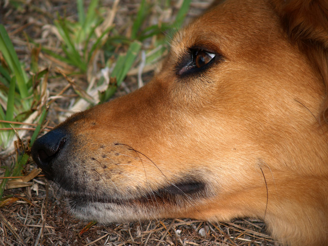фото "Собачья грусть" метки: природа, домашние животные