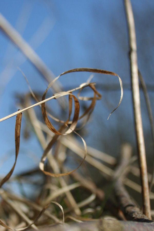 photo "last year's grass" tags: macro and close-up, misc., 