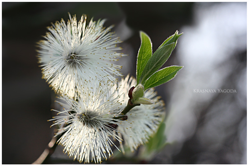 photo "Sunny ball" tags: nature, macro and close-up, flowers