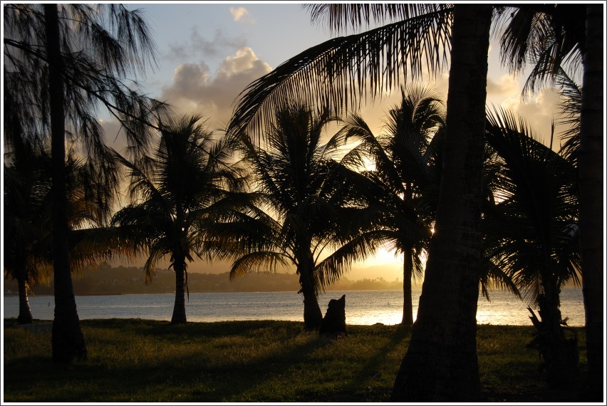 photo "palm sunset" tags: landscape, sunset