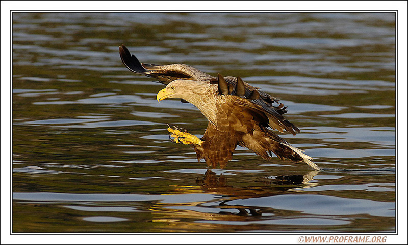 фото "Balance" метки: природа, путешествия, Европа, дикие животные