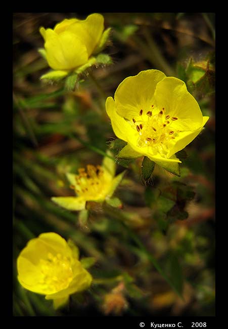 photo "***" tags: nature, flowers