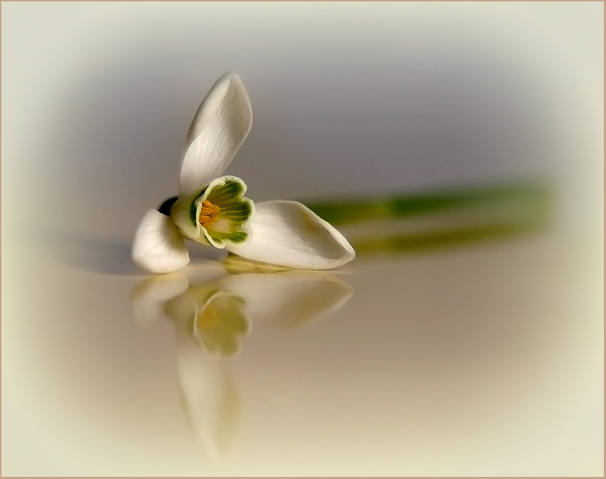 photo "***" tags: nature, macro and close-up, flowers