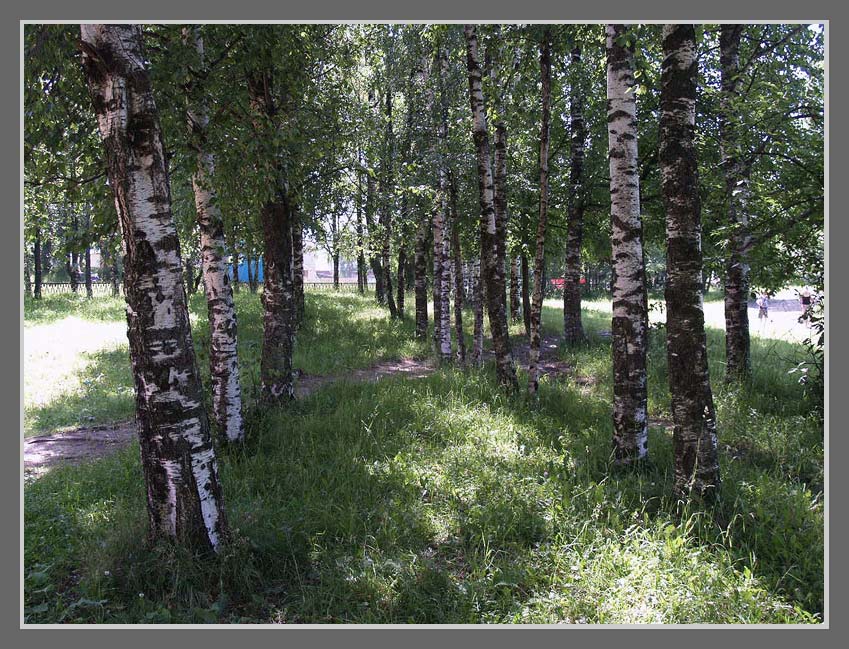 фото "Берёзовая аллея..." метки: пейзаж, 