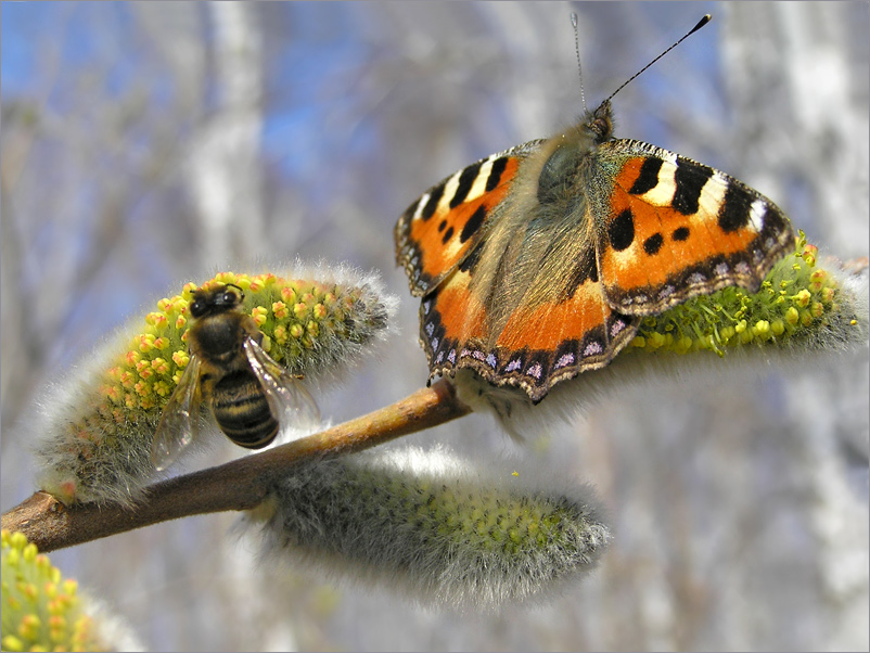 photo "***" tags: nature, macro and close-up, insect