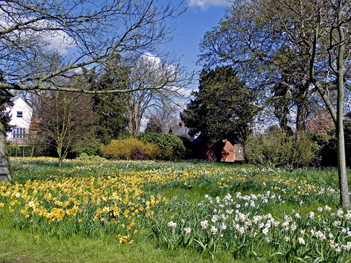 photo "Spring Flowers" tags: nature, flowers