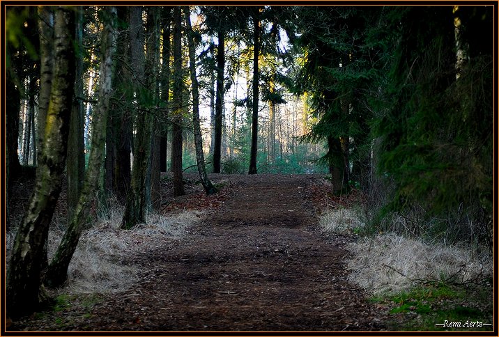 photo "frozen morning" tags: landscape, autumn, forest