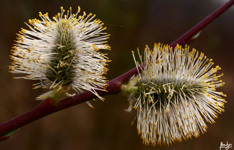 photo "***" tags: nature, macro and close-up, flowers