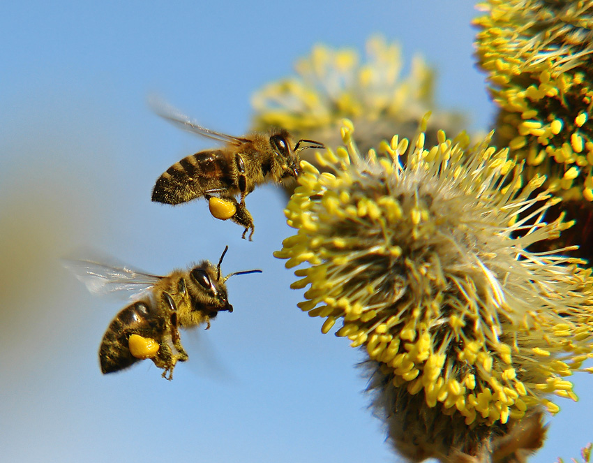 photo "***" tags: nature, macro and close-up, insect