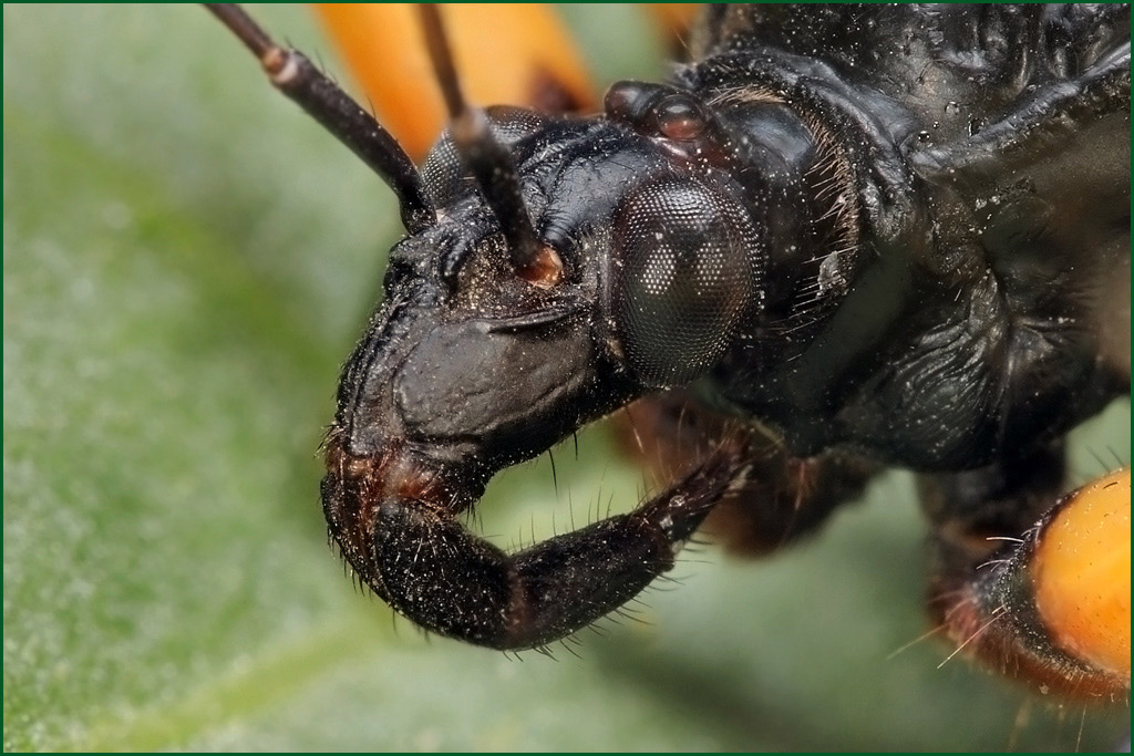 photo "Portrait of the bedbug" tags: macro and close-up, 