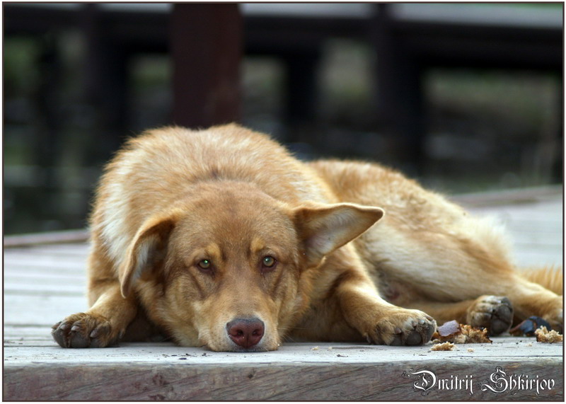 photo "The dog life" tags: nature, pets/farm animals