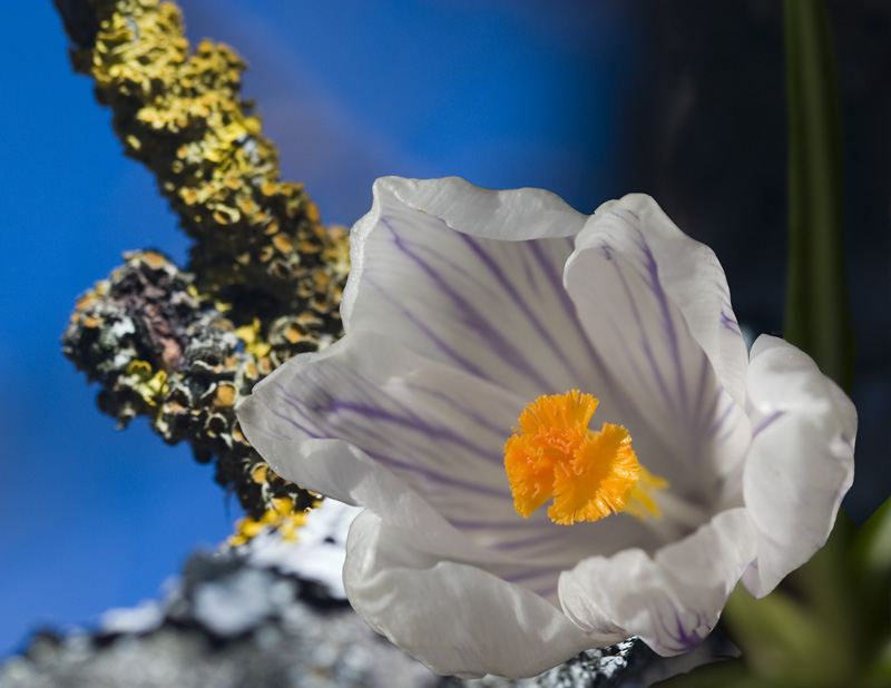 photo "***" tags: nature, flowers