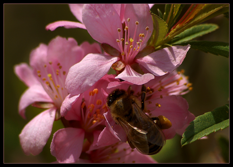 фото "Вересковый мед..." метки: макро и крупный план, природа, цветы