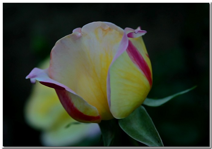 photo "Candy Stripe" tags: nature, macro and close-up, flowers