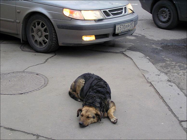 photo "Life of stray dogs in capital." tags: nature, wild animals, собака