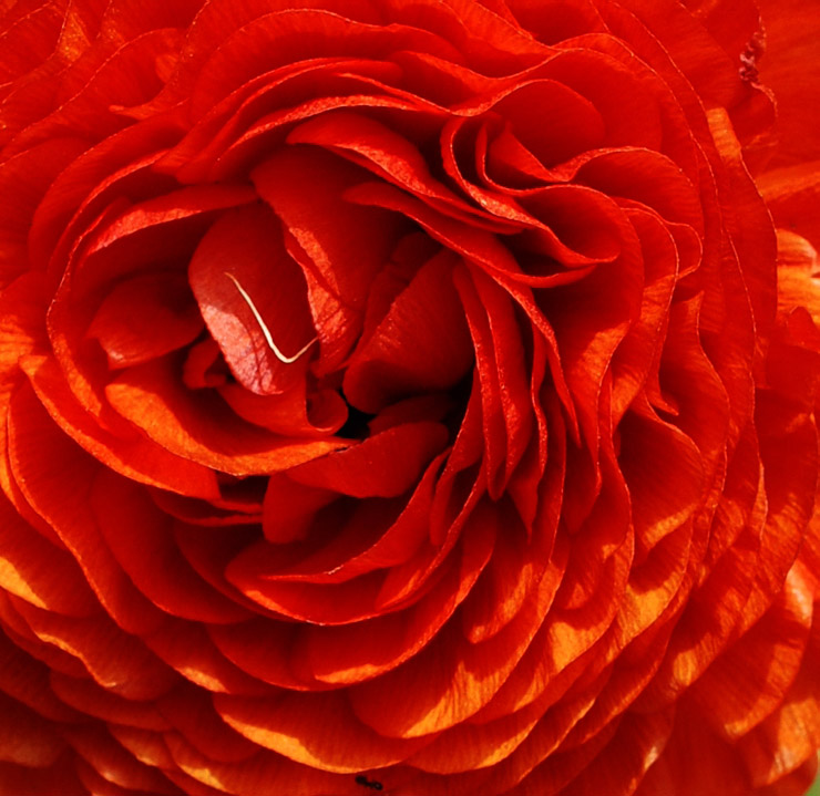 photo "Flame of love." tags: nature, macro and close-up, flowers