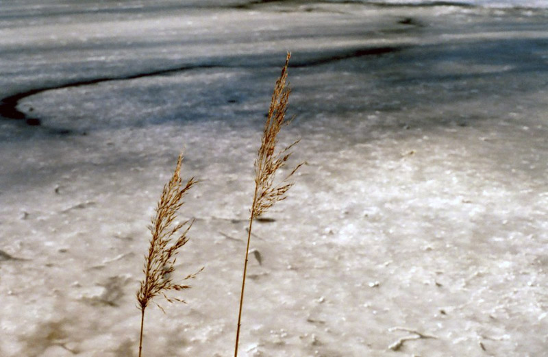 photo "Together" tags: landscape, spring